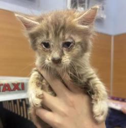 Shelter Stray Female Cat last seen Near Angie Dr, Tucker, GA 30084, 30084, GA, 3280 Chamblee Dunwoody Rd, Chamblee, GA 30341, USA