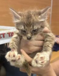 Shelter Stray Female Cat last seen Near Angie Dr, Tucker, GA 30084, 30084, GA, 3280 Chamblee Dunwoody Rd, Chamblee, GA 30341, USA