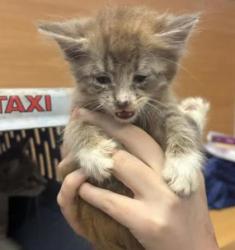 Shelter Stray Male Cat last seen Near Angie Dr, Tucker, GA 30084, 30084, GA, 3280 Chamblee Dunwoody Rd, Chamblee, GA 30341, USA