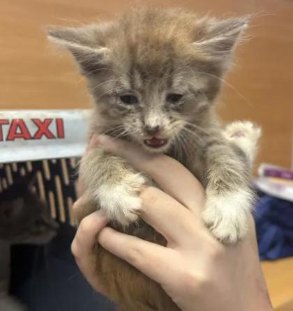 Shelter Stray Male Cat last seen Near Angie Dr, Tucker, GA 30084, 30084, GA, 3280 Chamblee Dunwoody Rd, Chamblee, GA 30341, USA