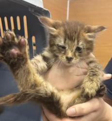 Shelter Stray Male Cat last seen Near Angie Dr, Tucker, GA 30084, 30084, GA, 3280 Chamblee Dunwoody Rd, Chamblee, GA 30341, USA
