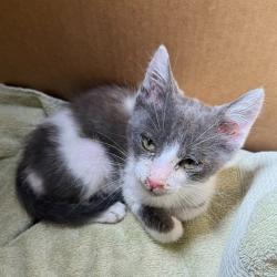 Shelter Stray Male Cat last seen Near 77th Avenue, OAKLAND, CA, 94605, 8323 Baldwin St, Oakland, CA 94621, USA