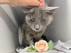 Shelter Stray Female Cat last seen Near Waterbury Avenue, BRONX, NY, 10462, 326 E 110th St, New York, NY 10029, USA