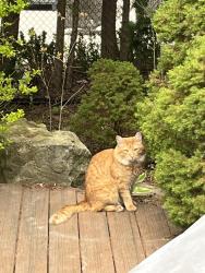 Lost Male Cat last seen Erin mills Parkway and Burnamthorpe, Mississauga, ON 