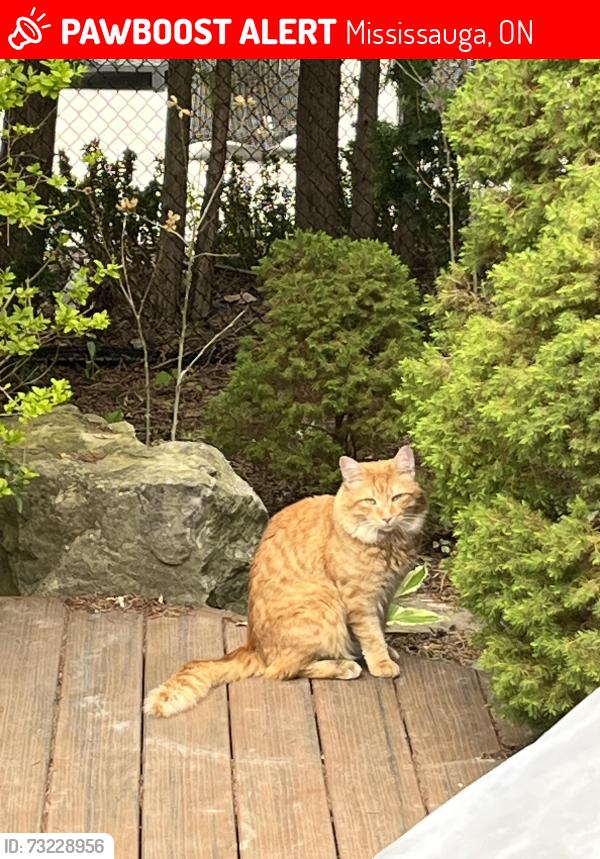 Lost Male Cat last seen Erin mills Parkway and Burnamthorpe, Mississauga, ON 