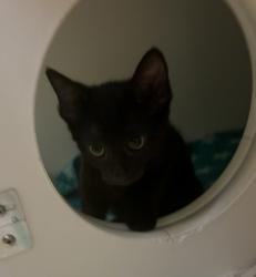 Shelter Stray Female Cat last seen Near Marcos Street, San Marcos, CA, 92069, Escondido, CA 92027, USA