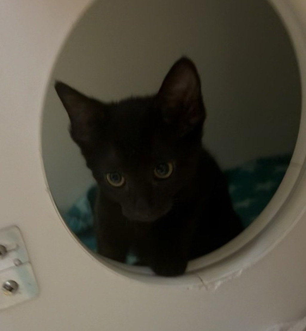 Shelter Removed Female Cat last seen Near Marcos Street, San Marcos, CA, 92069, Escondido, CA 92027, USA