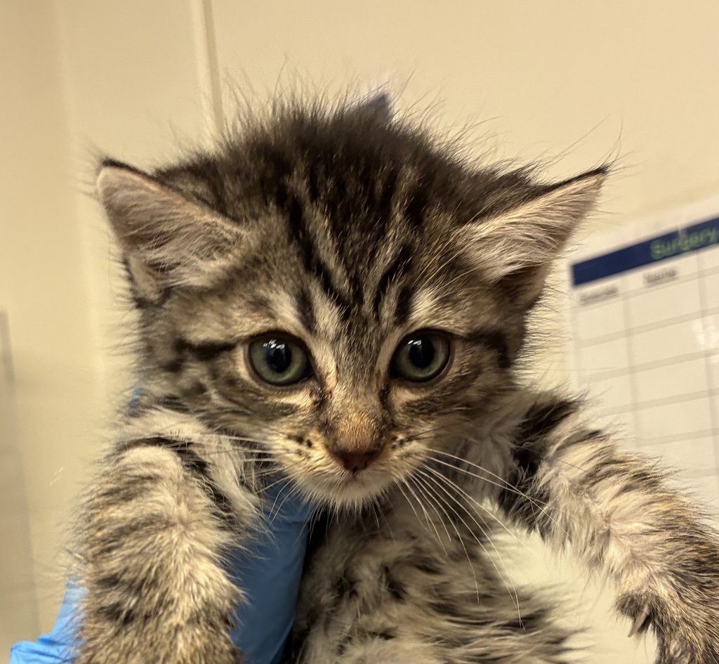 Shelter Stray Female Cat last seen NW 19th/Pettygrove, OR, 1700 W Historic Columbia River Hwy, Troutdale, OR 97060, USA