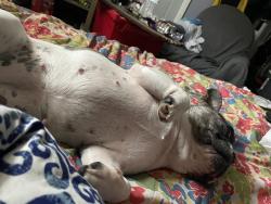 Lost Female Dog last seen College and clark, Des Moines, IA 50314