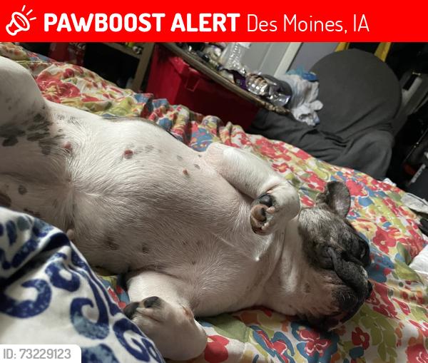 Lost Female Dog last seen College and clark, Des Moines, IA 50314