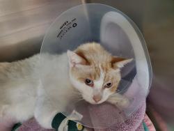 Shelter Stray Male Cat last seen Near N Melrose Drive, Vista, CA, 92083, Oceanside, CA 92058, USA