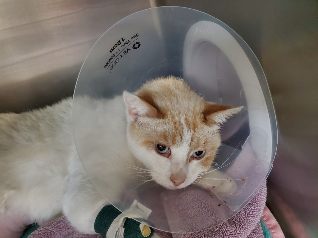 Shelter Stray Male Cat last seen Near N Melrose Drive, Vista, CA, 92083, Oceanside, CA 92058, USA