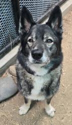 Shelter Stray Male Dog last seen Near Willows Road, Alpine, CA, 91901, El Cajon, CA 92020, USA