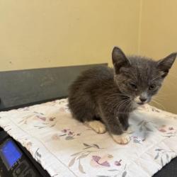 Shelter Stray Female Cat last seen , 361 S Raymond Ave, Pasadena, CA 91105, USA