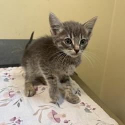 Shelter Stray Female Cat last seen , 361 S Raymond Ave, Pasadena, CA 91105, USA