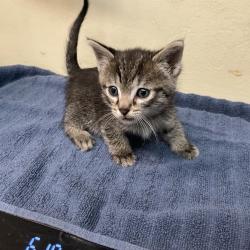 Shelter Stray Male Cat last seen , 361 S Raymond Ave, Pasadena, CA 91105, USA