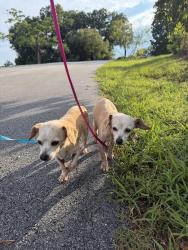 Found/Stray Female Dog last seen Bonny oaks, Chattanooga, TN 37416