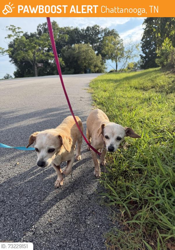 Found/Stray Female Dog last seen Bonny oaks, Chattanooga, TN 37416