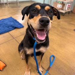 Shelter Stray Female Dog last seen , 361 S Raymond Ave, Pasadena, CA 91105, USA