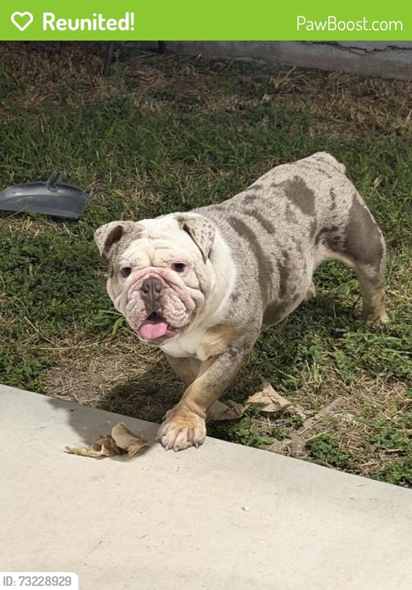 Reunited Male Dog last seen W sabatini ln, Pharr, TX 78577