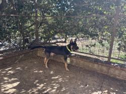 Found/Stray Male Dog last seen Golf Links Road and Sun Valley Drive, Oakland, CA 94605