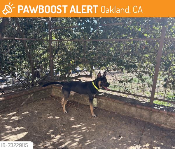 Found/Stray Male Dog last seen Golf Links Road and Sun Valley Drive, Oakland, CA 94605
