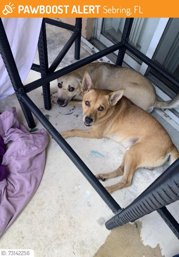 Found/Stray Male Dog last seen Taft Street, Sebring, FL 33870