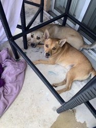 Found/Stray Male Dog last seen Taft Street, Sebring, FL 33870