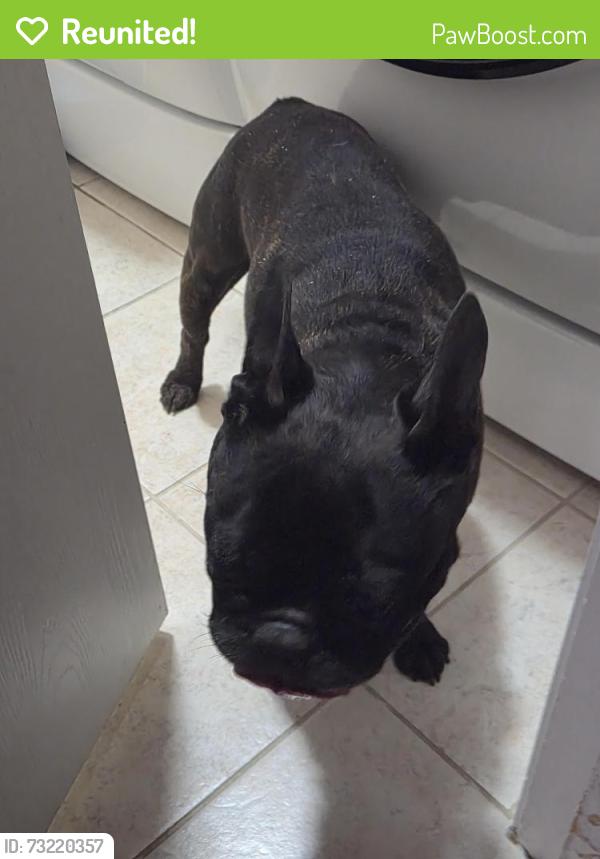 Reunited Male Dog last seen Trinity Vista Trail, Lakes of River Trails North, Fort Worth, TX 76118