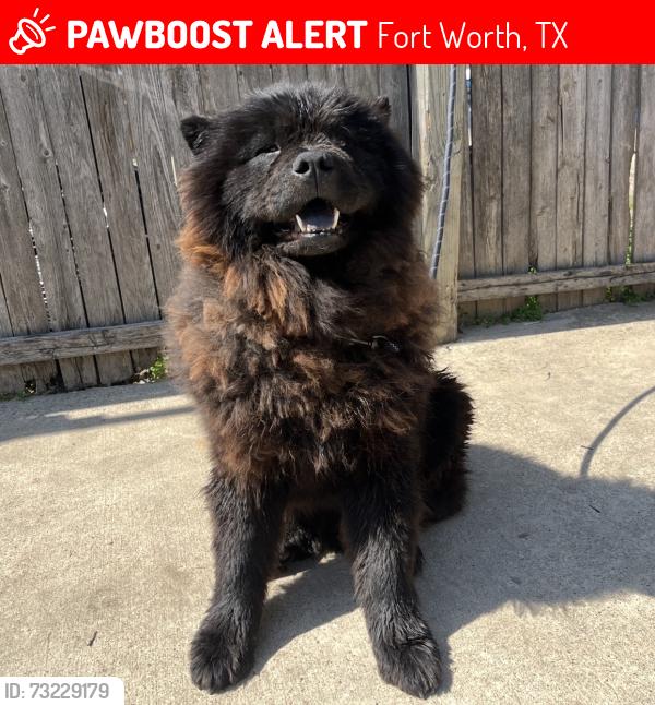 Lost Male Dog last seen lancaster, handley, church st, Fort Worth, TX 76112