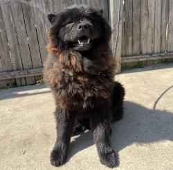Lost Male Dog last seen lancaster, handley, church st, Fort Worth, TX 76112