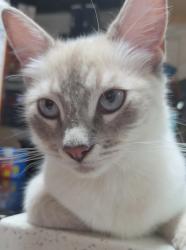 Found/Stray Unknown Cat last seen Near 61st and Heards Ln, Galveston, TX 77551