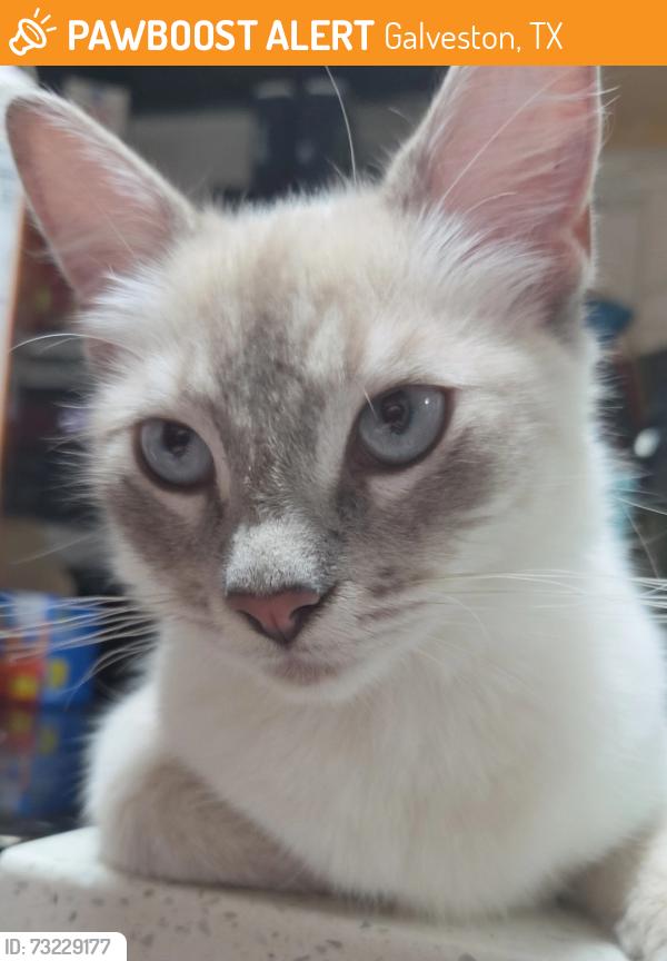 Found/Stray Unknown Cat last seen Near 61st and Heards Ln, Galveston, TX 77551