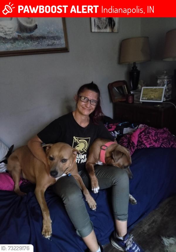 Lost Female Dog last seen Near West Mooresville road Minneapolis Indiana, Indianapolis, IN 46221
