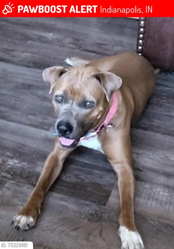 Lost Female Dog last seen Near West Mooresville road Minneapolis Indiana, Indianapolis, IN 46221