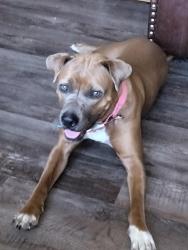 Lost Female Dog last seen Near West Mooresville road Minneapolis Indiana, Indianapolis, IN 46221