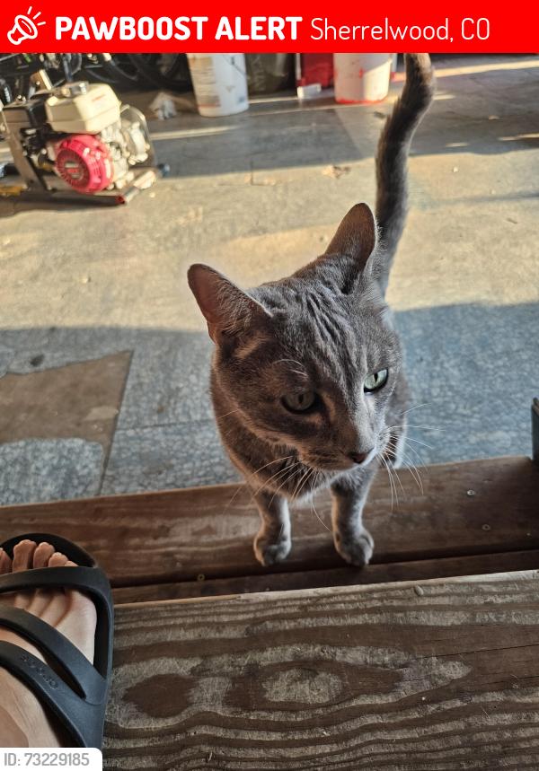 Lost Unknown Cat last seen 84th and mitze dr, Sherrelwood, CO 80221