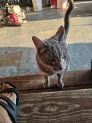 Lost Unknown Cat last seen 84th and mitze dr, Sherrelwood, CO 80221