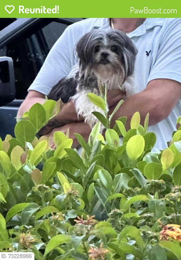 Reunited Female Dog last seen Brandsmart on Palm beach lakes, West Palm Beach, FL 33401