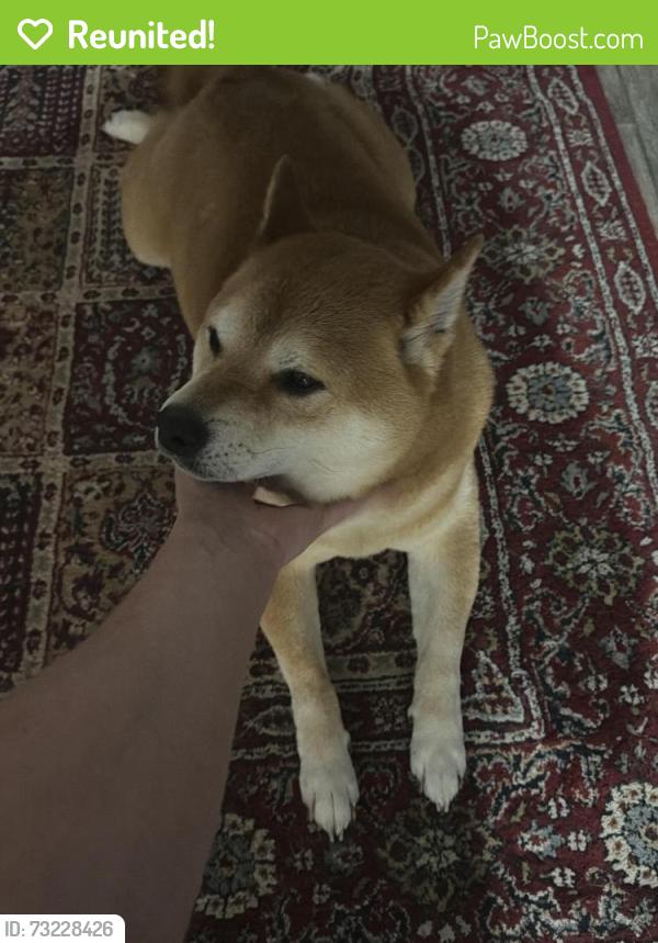 Reunited Male Dog last seen Woodland Terrace Park, Tampa, FL 33610
