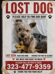 Lost Male Dog last seen Near 9th ave Hesperia, CA, Hesperia, CA 92345