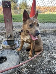 Found/Stray Female Dog last seen 40th and Waterman, San Bernardino, CA 92404