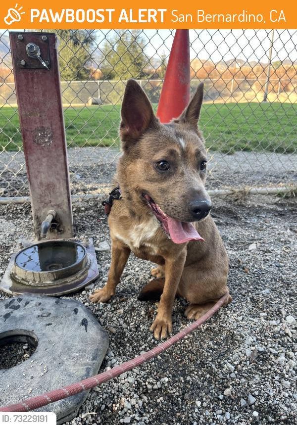 Found/Stray Female Dog last seen 40th and Waterman, San Bernardino, CA 92404