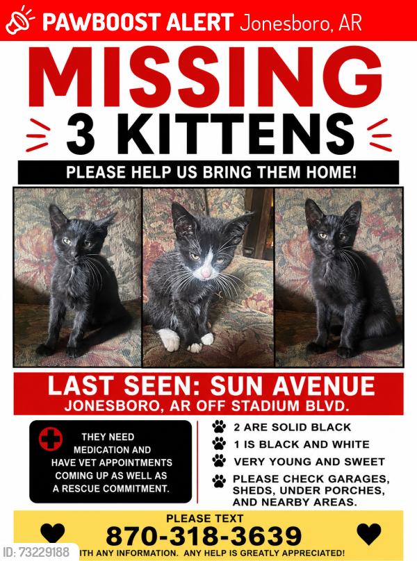 Lost Male Cat last seen Stadium Blvd. Across from Cheddar's, Jonesboro, AR 72401