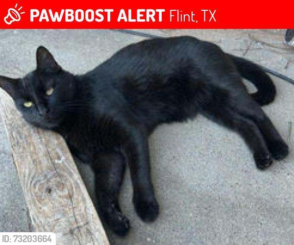 Lost Male Cat last seen Sara Ln, Oasis South, Flint TX, Flint, TX 75762