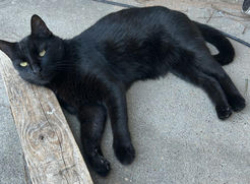 Lost Male Cat last seen Sara Ln, Oasis South, Flint TX, Flint, TX 75762