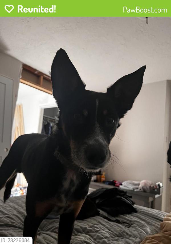 Reunited Male Dog last seen Near Inwood Dr, Houston, TX 77077, USA, Houston, TX 77077