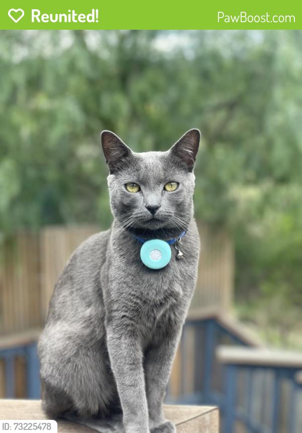Reunited Male Cat last seen Ardcloney Drive, College Place, Maguire Drive, Sunbury, VIC 3429