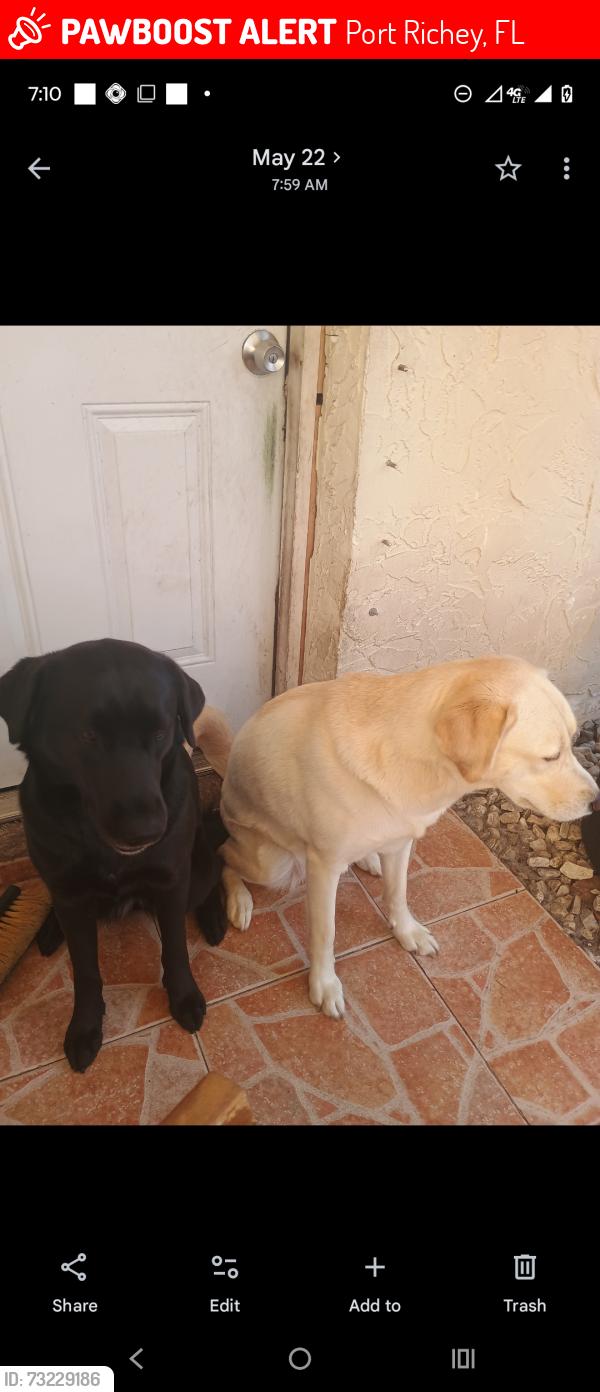 Lost Female Dog last seen Near parrot drive, Port Richey, FL 34668