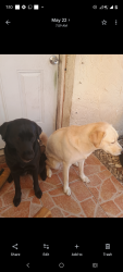 Lost Female Dog last seen Near parrot drive, Port Richey, FL 34668